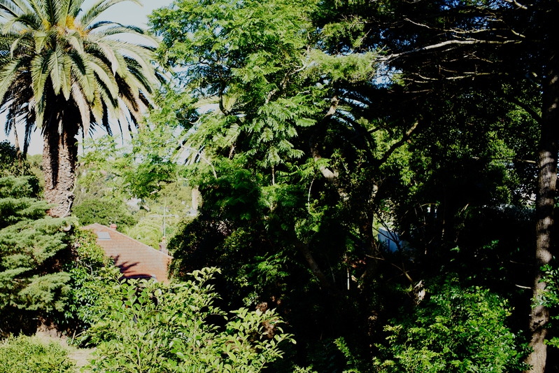 Photo #8: 24 Northland Road, Bellevue Hill - Sold by Goodyer Real Estate